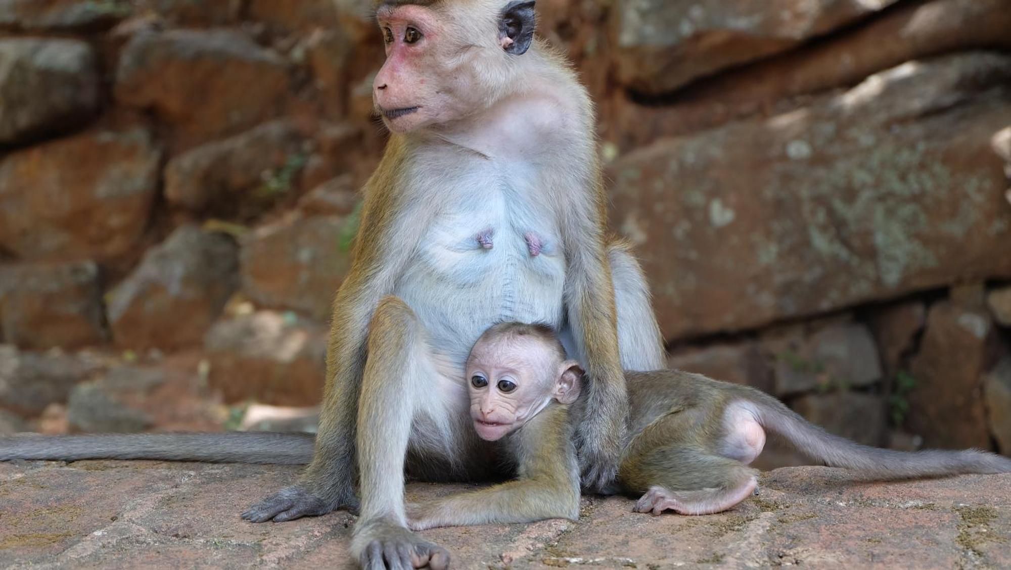 Kassapa Home Stay Sigiriya Dış mekan fotoğraf